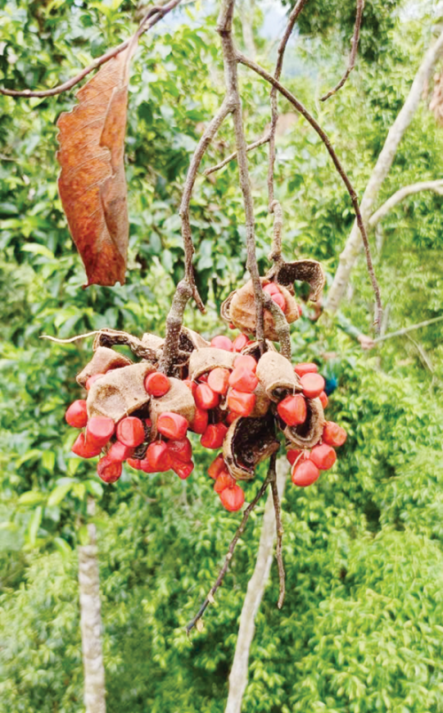 Vật báu của người miền núi, có lúc giá đến 2-3 triệu đồng/kg