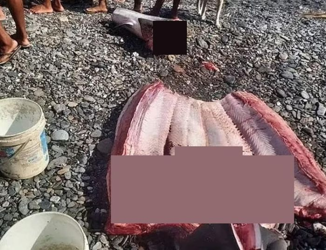 Xác định danh tính thi thể được tìm thấy trong bụng cá mập
