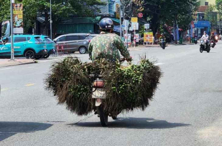 Trung Quốc 'quay xe', giá cau trên đà lao dốc