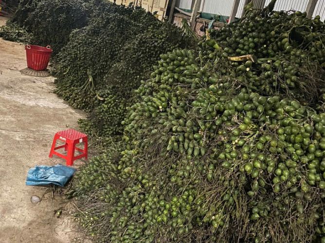 Trung Quốc mua cau non của Việt Nam để làm gì mà mua ồ ạt, rồi đột nhiên lại không mua nữa?