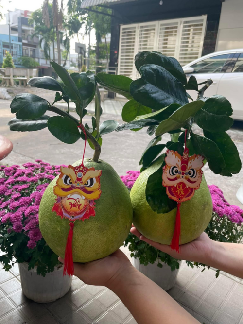 Bưởi chưng bàn thờ ngày Tết như thế nào là đẹp?