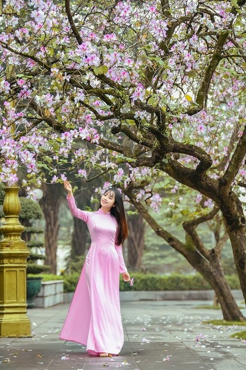 Tháng 3, hoa ban nở tím những góc đường Hoàng Diệu, Bắc Sơn, Thanh Niên, Yên Phụ ở Hà nội