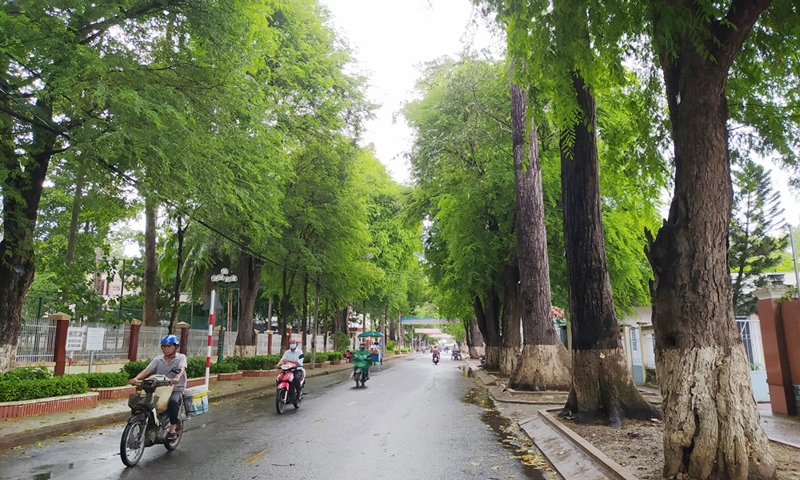 Ông chủ Cây xanh Công Minh bị truy nã