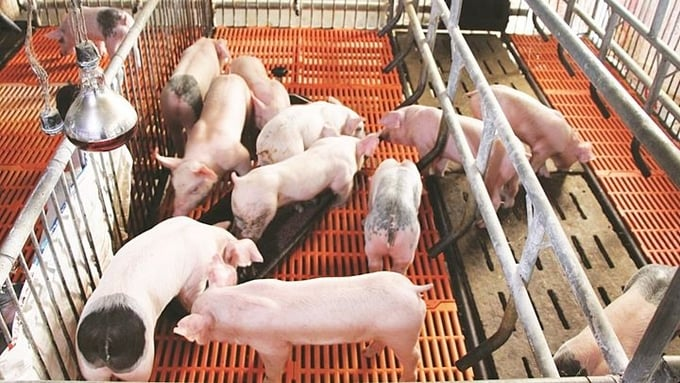Giá heo hơi hôm nay 15/4 bao nhiêu? dự báo còn tăng không?