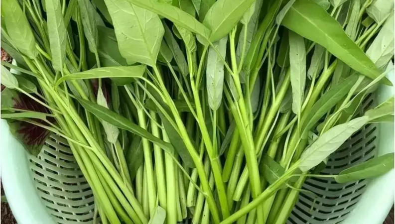 Rau muống "quốc dân" nhưng những người này không nên ăn!