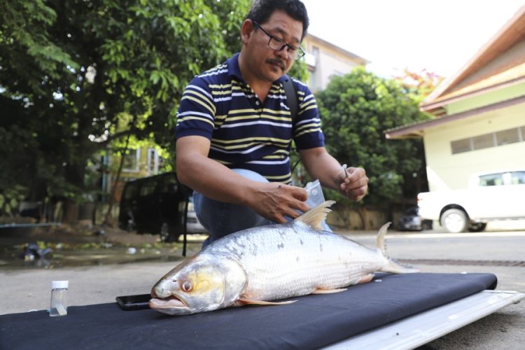 Phát hiện lại loài cá hiếm từng được gọi là “bóng ma sông Mekong” sau 20 năm mất tích