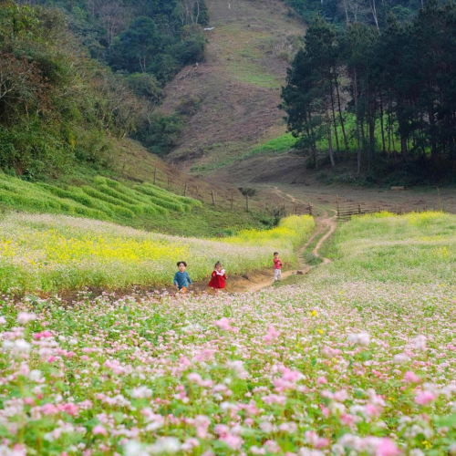 Mùa hoa cải đẹp mê mẩn ở Loóng Luông, Vân Hồ, Sơn La...🌸🌼