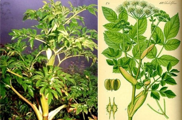 Loại cây gia vị đắt thứ 3 thế giới, thu hoạch cần công phu