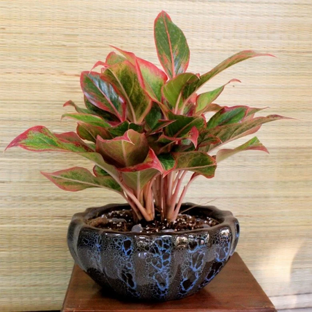 Nhà tối đến mấy cũng trồng được 7 cây tài lộc này, càng trong tối cây càng phát triển sum suê