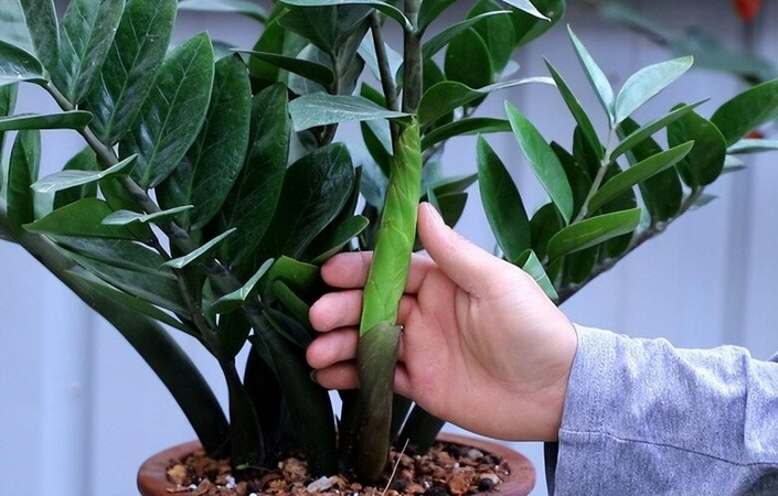 Nhà giàu thường đặt 6 loại cây này để trấn giữ của cải, biến nguy thành an, mở đường cho tài vận