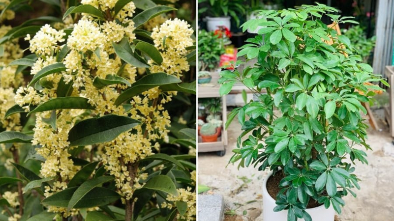 5 loại cây cảnh hút tài lộc hợp cả 5 mệnh Kim, Mộc, Thủy, Hỏa, Thổ, trồng trước nhà là tốt nhất