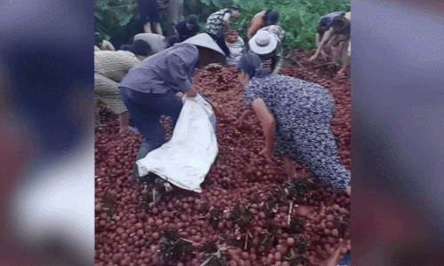 Đằng sau câu chuyện chiếc xe tải chở vải bị lật