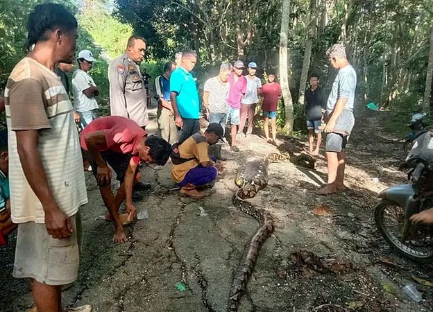 Indonesia tìm thấy thithe người đàn ông trong... bụng con trăn dài gần 9 mét