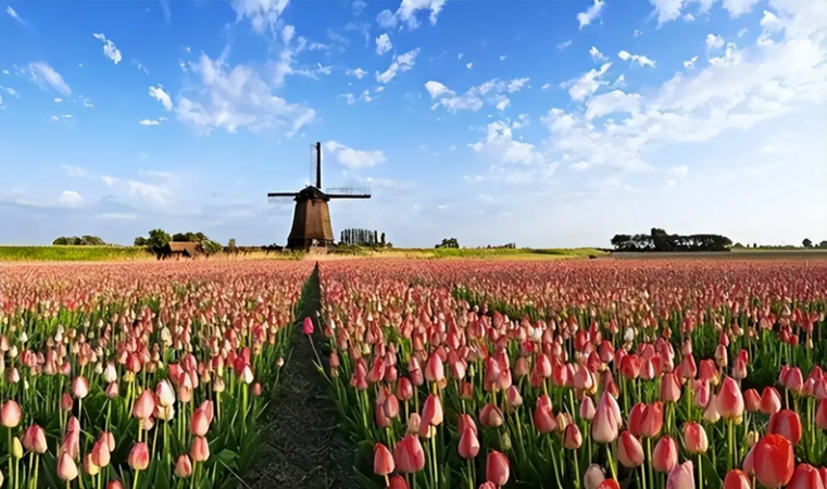 Hà Lan phát triển như thế nào? Với dân số chỉ 17 triệu người, nước này có 12 công ty trong danh sách Fortune 500!