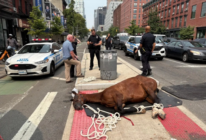 Ngựa kéo xe gục chết giữa đường phố New York, làm nổi lên tranh cãi về phúc lợi động vật