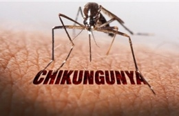 Đường truyền của dịch bệnh Chikungunya đáng quan tâm nhất lúc này 😥