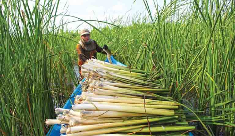 Thứ cỏ mọc hoang giữa nước lũ lại là đặc sản của người miền Tây