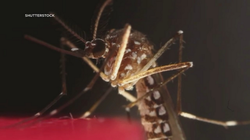Ngăn ngừa sốt Chikungunya bằng hướng dẫn chống muỗi này