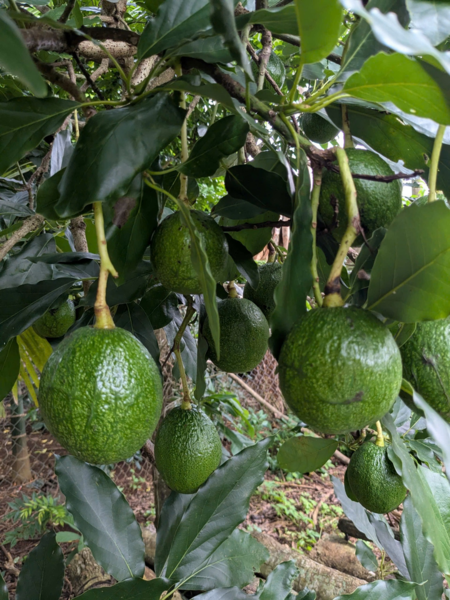 Chia sẻ kinh nghiệm chọn bơ🥑 già, bơ chín hoàn toàn