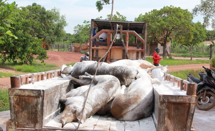 Dịch tả lợn châu Phi, nhìn từ điểm nóng: Phú Thọ, Hưng Yên căng mình chống dịch (Bài 1)