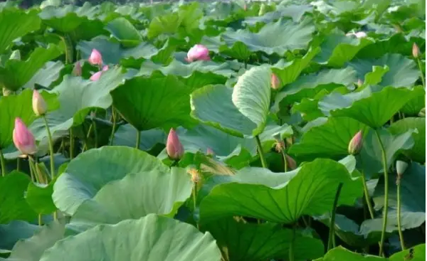 Từ ngày 15/9, 4 con giáp “trúng số may mắn”: Hết xui, tình tiền rực rỡ!