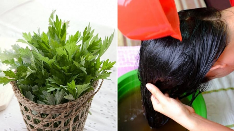 Cách gội đầu bằng nước ngải cứu chống rụng tóc, kích thích tóc con mọc không ngừng