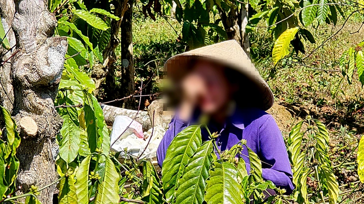 Vụ anh rể phá vườn cà phê em vợ: Xử phạt em vợ 4 triệu đồng vì chung sống như vợ chồng với anh rể