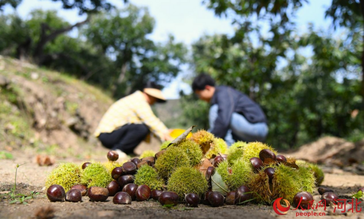 Hơn 50.000 ha hạt dẻ Trung Quốc vào mùa thu hoạch
