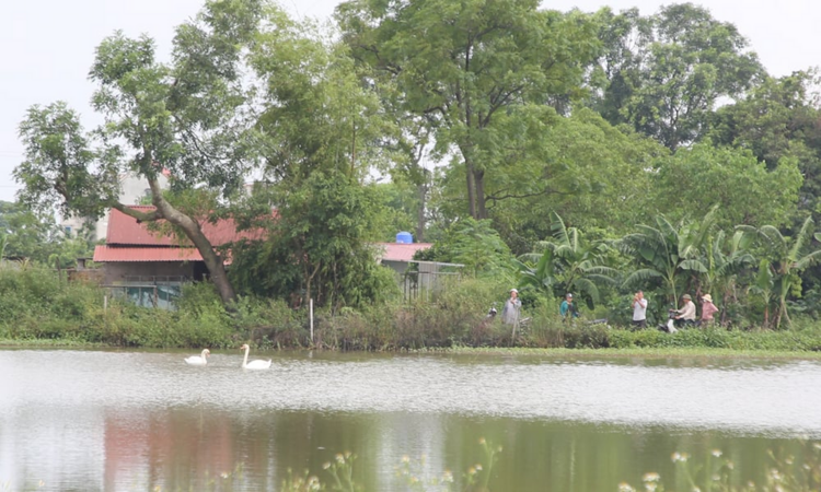 Hai con chim khổng lồ lạ mắt bất ngờ xuất hiện giữa hồ nước ở Bắc Ninh là loài chim gì?