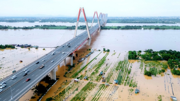 Nước sông Hồng dâng cao nhấn chìm vườn đào Nhật Tân, dân Hà Nội lo mất Tết