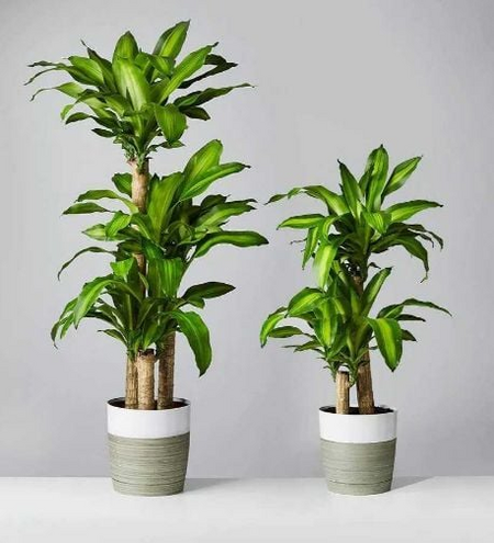 Trồng cây Thiết Mộc Lan giúp chiêu tài hút lộc nhưng chú ý những chi tiết phong thủy này kẻo gây họa