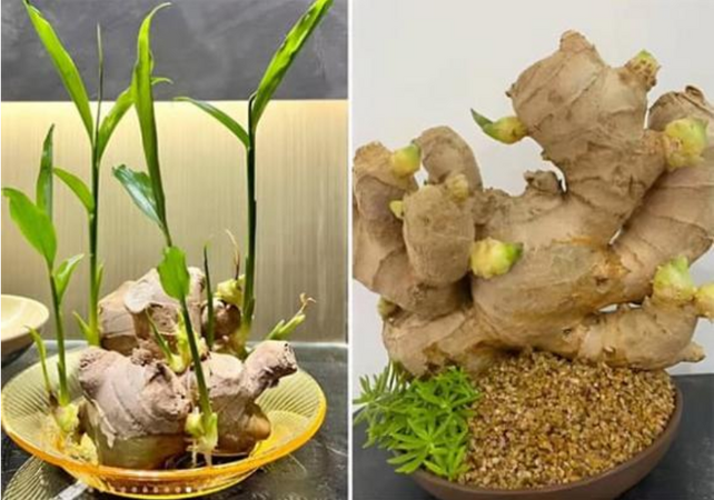 Đặt củ này lên bàn Thần Tài: Bí quyết chiêu tài, hút lộc cực mạnh ai cũng nên biết