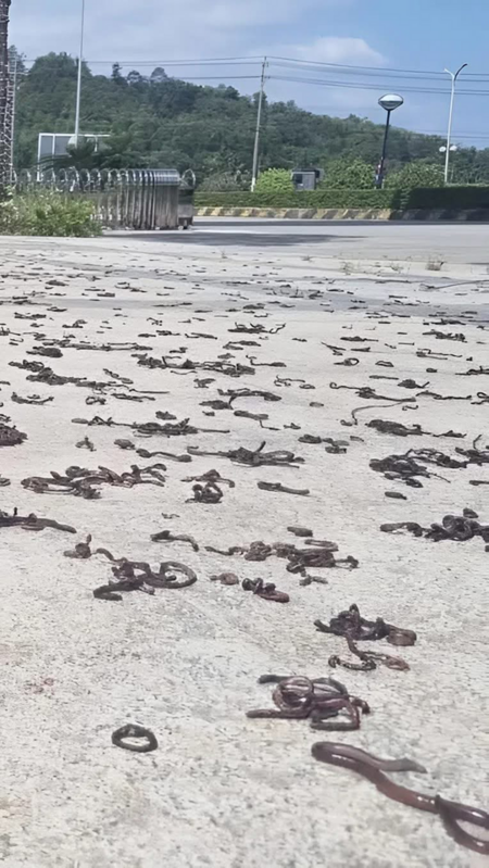 Vì sao có hiện tượng lạ khi hàng ngàn con giun đất bò lên vỉa hè khu dân cư?