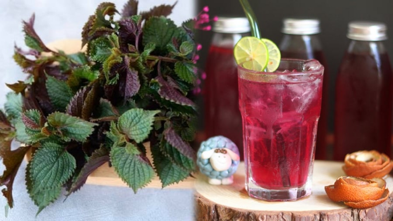 Uống nước lá tía tô cực tốt nhưng đại kỵ với 5 nhóm người này, hãy tránh xa!