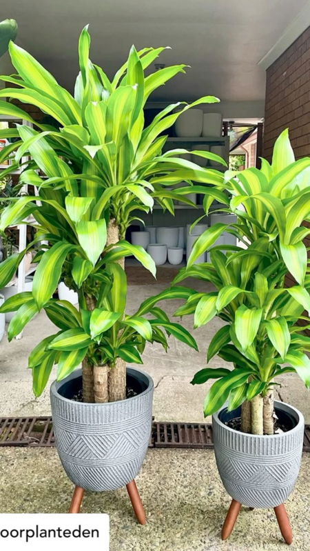 Cây thiết mộc lan Chiêu Tài rước lộc giàu có nhưng 2 mệnh này đại kỵ dễ hụt tài khí