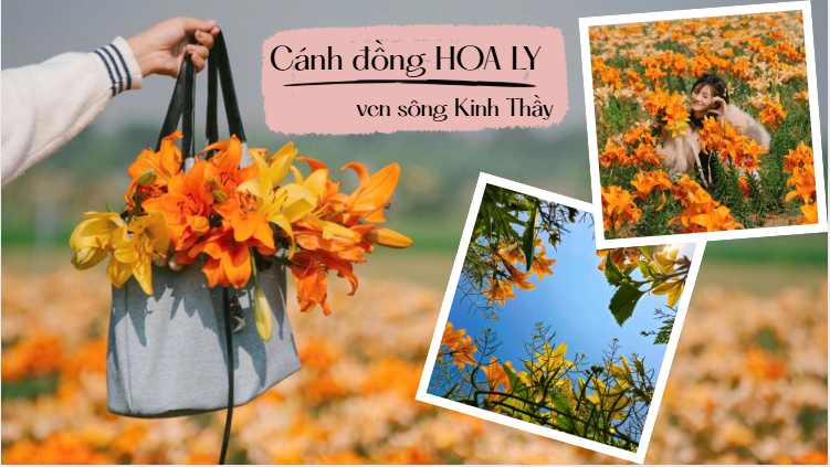 Một bãi bồi ven sông bỗng hóa biển hoa: Cánh đồng hoa ly nhuộm vàng ven sông Kinh Thầy hút khách check in