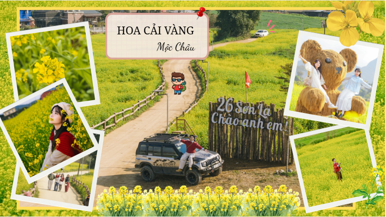 Rực rỡ cuối đông, hoa cải vàng chào Tết: Mộc Châu vào mùa check in đẹp nhất năm