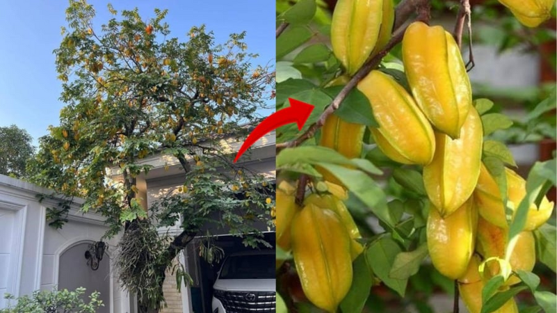 Người thuộc 3 mệnh này trồng Cây Khế như Rước Vàng vào nhà, lộc về như thác đổ