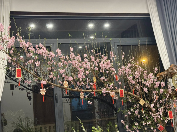 Một số gia đình hồi hộp liệu cành đào còn giữ được đến hết ngày mùng Hai