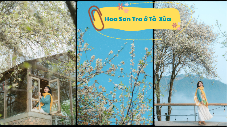 Tà Xùa vào mùa hoa sơn tra: Núi rừng phủ trắng, rủ du khách vượt đường xa về Tây Bắc tìm góc check-in