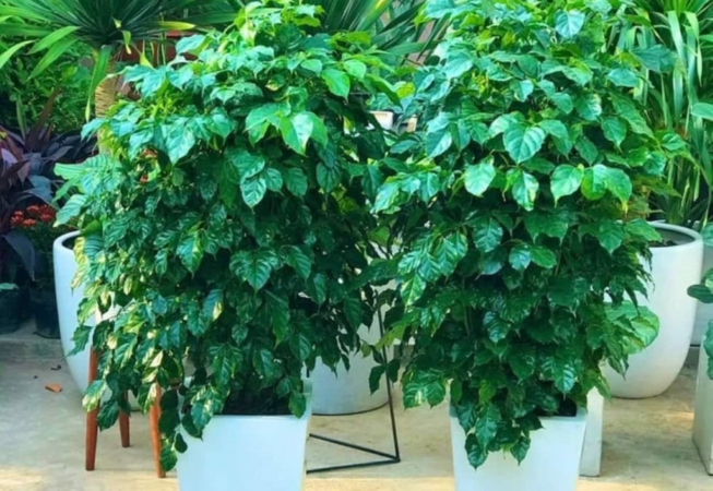 3 loại cây cát lành, bình an, hạnh phúc dễ trồng, đặt góc nào trong phòng khách cũng tốt cho sức khỏe