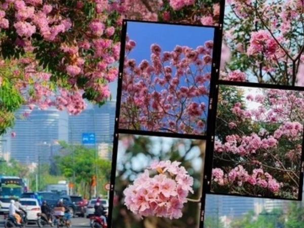 Tháng 3 đưa TP.HCM vào mùa hoa kèn hồng rực rỡ phủ kín phố, những toạ độ săn cảnh đậm chất điện ảnh