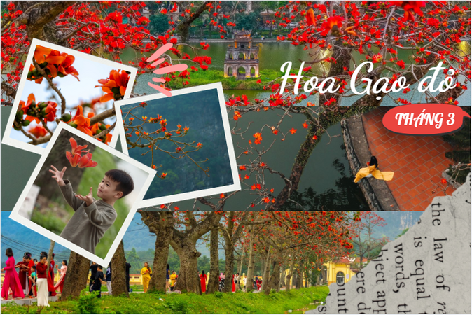 Bao giờ cho đến tháng 3, Hà Nội “đỏ lửa”, mùa hoa gạo về: Từ Hồ Gươm đến làng quê ven sông, một sắc hoa gợi cả ký ức và nhịp sống