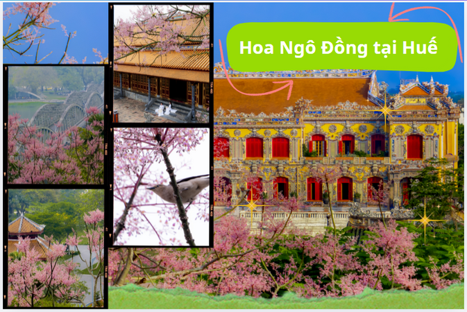 Ngô đồng xứ Huế vào mùa: Một góc check-in rực rỡ, kể lại câu chuyện vương giả giữa lòng cố đô