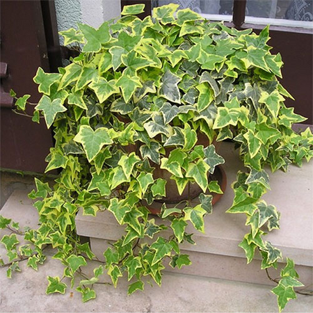 5 loại cây nên đặt trong phòng ngủ giúp lọc không khí, ngủ ngon hơn