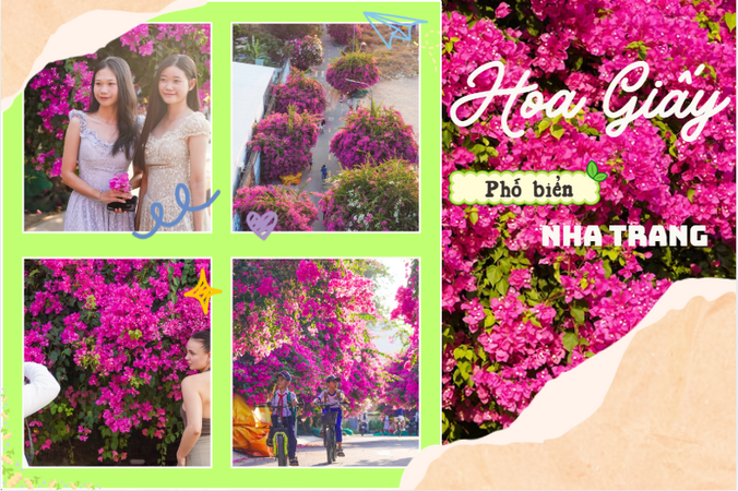 Nha Trang vào mùa đẹp lạ: Tuyến đường hoa giấy rực rỡ ở làng chài Vĩnh Trường khiến du khách mê mẩn check-in