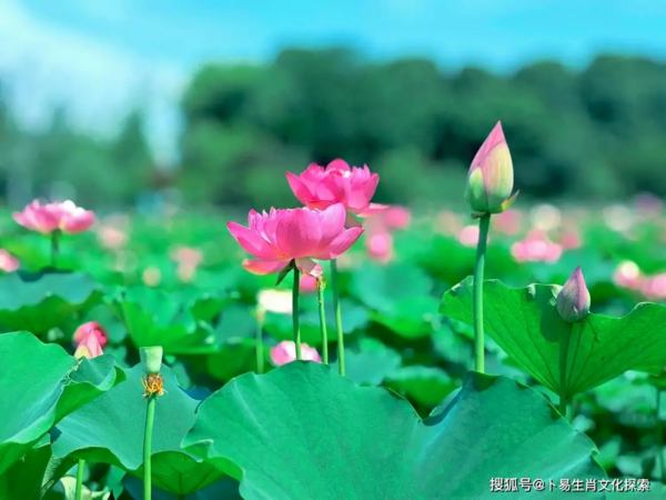 Bốn con giáp tài lộc đổ về cuối tháng Tư âm lịch