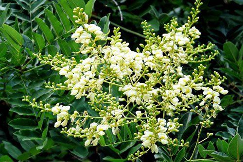 3 loại cây được xem là “giữ lộc” trong phong thủy: Chặt đi dễ hao tài vận gia đình