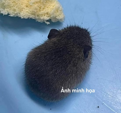 Virus Hanta là gì? Đã xuất hiện ở Việt Nam chưa?