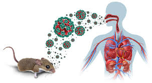 Virus Hanta là gì? Đã xuất hiện ở Việt Nam chưa?